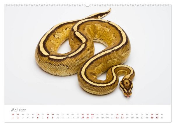 Produktbild: K&ouml;nigspythons - bunte Schlangen (Wandkalender 2027 DIN A2 quer), CALVENDO Monatskalender