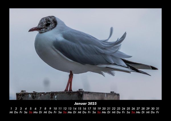 Produktbild: Welt der V&ouml;gel 2025 Fotokalender DIN A3