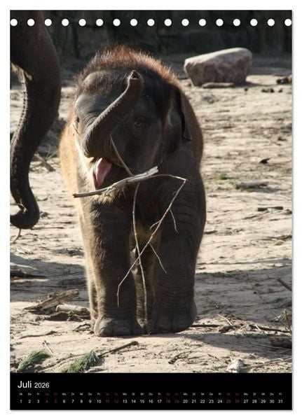 Produktbild: Zootiere (Tischkalender 2026 DIN A5 hoch), CALVENDO Monatskalender