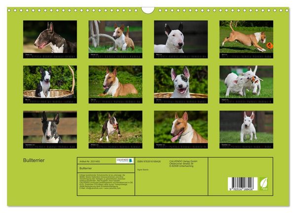 Produktbild: Bullterrier (Wandkalender 2026 DIN A3 quer), CALVENDO Monatskalender