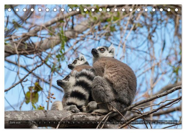 Produktbild: Tierisches Madagaskar (Tischkalender 2026 DIN A5 quer), CALVENDO Monatskalender