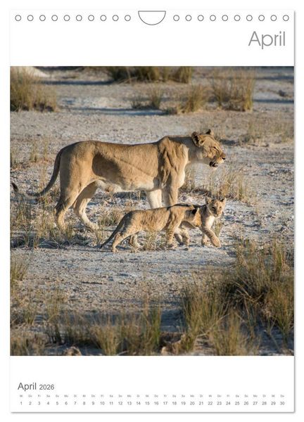 Produktbild: BIG CATS - Namibias Raubkatzen (Wandkalender 2026 DIN A4 hoch), CALVENDO Monatskalender