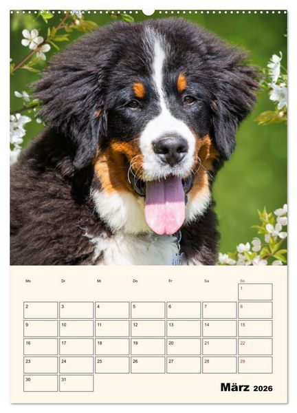 Produktbild: Traumhaft sch&ouml;n - Der Berner Sennenhund (hochwertiger Premium Wandkalender 2026 DIN A2 hoch), Kunstdruck in Hochglanz