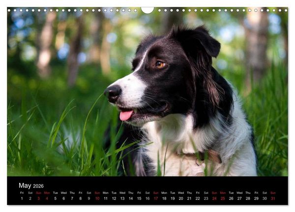 Produktbild: Beauty of a Border Collie (Wall Calendar 2026 DIN A3 landscape), CALVENDO 12 Month Wall Calendar