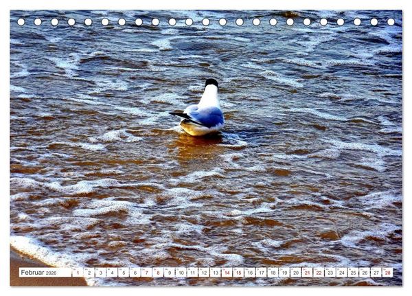 Produktbild: Lachm&ouml;wen an der Ostsee (Tischkalender 2026 DIN A5 quer), CALVENDO Monatskalender
