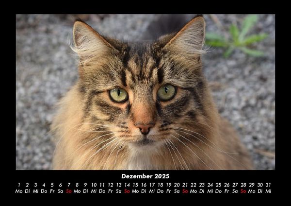 Produktbild: F&uuml;r Katzenfreunde 2025 Fotokalender DIN A3