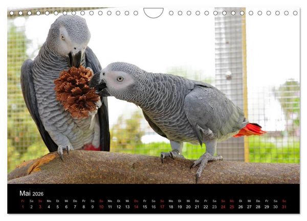 Produktbild: Graupapageien zum Verlieben (Wandkalender 2026 DIN A4 quer), CALVENDO Monatskalender