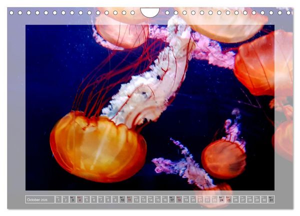 Produktbild: In the world of the medusae (Wall Calendar 2026 DIN A4 landscape), CALVENDO 12 Month Wall Calendar
