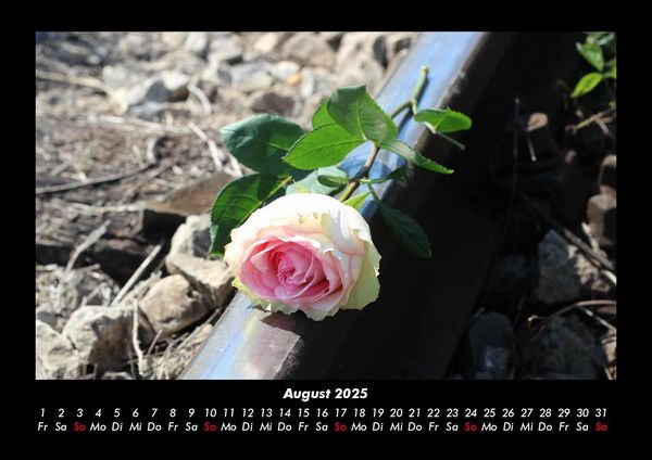 Produktbild: Rosentraum 2025 Fotokalender DIN A3