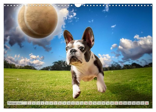 Produktbild: Bullys in Action - Franz&ouml;sische Bulldoggen lieben B&auml;lle (Wandkalender 2026 DIN A3 quer), CALVENDO Monatskalender