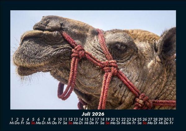 Produktbild: Zoobewohner 2026 Fotokalender DIN A5