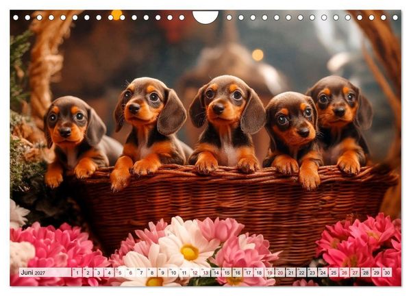 Produktbild: Lieblingshund Dackel (Wandkalender 2027 DIN A4 quer), CALVENDO Monatskalender
