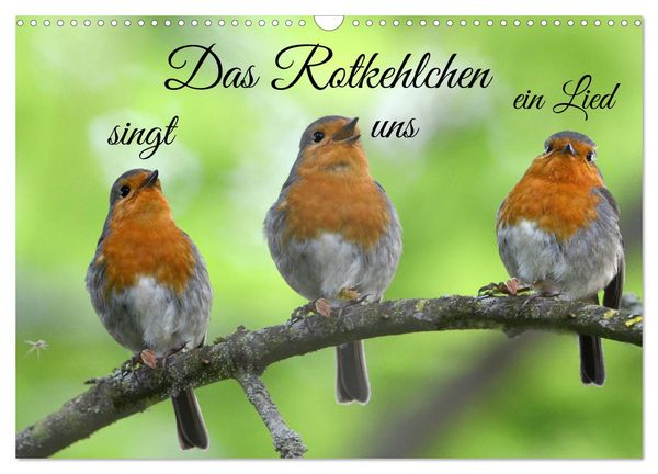 Produktbild: Das Rotkehlchen singt uns ein Lied (Wandkalender 2026 DIN A3 quer), CALVENDO Monatskalender