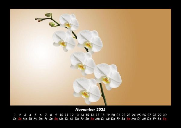 Produktbild: Blumentr&auml;ume 2025 Fotokalender DIN A3