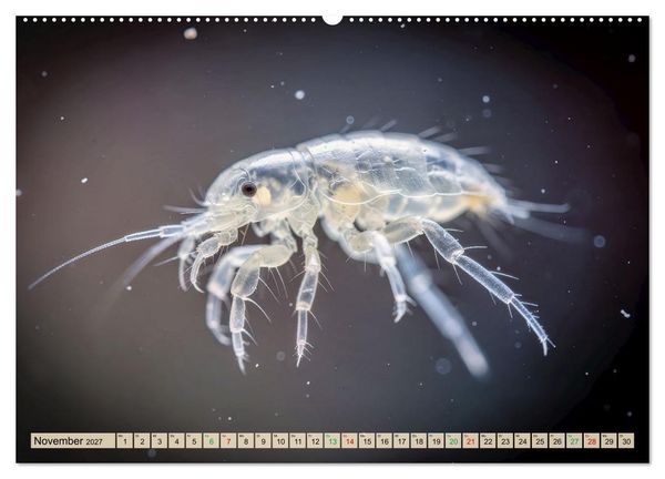 Produktbild: Die kleinsten Tiere - Weltweit (Wandkalender 2027 DIN A2 quer), CALVENDO Monatskalender