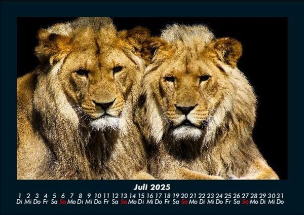 Produktbild: L&ouml;wen in der Wildnis 2025 Fotokalender DIN A5