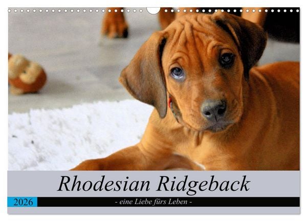 Produktbild: Rhodesian Ridgeback - eine Liebe f&uuml;rs Leben (Wandkalender 2026 DIN A3 quer), CALVENDO Monatskalender