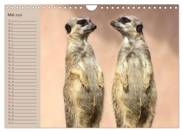 Produktbild: Erdm&auml;nnchen (Wandkalender 2026 DIN A4 quer), CALVENDO Monatskalender