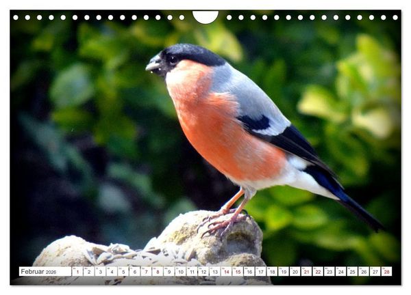 Produktbild: Herr und Frau Gimpel - Stammg&auml;ste im Garten (Wandkalender 2026 DIN A4 quer), CALVENDO Monatskalender