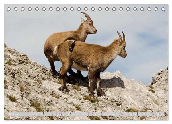 Produktbild: Steinwild am Pilatus (Tischkalender 2026 DIN A5 quer), CALVENDO Monatskalender