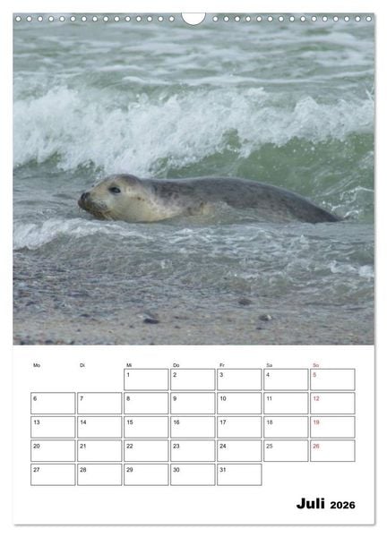Produktbild: Liebenswerte Robben (Wandkalender 2026 DIN A3 hoch), CALVENDO Monatskalender