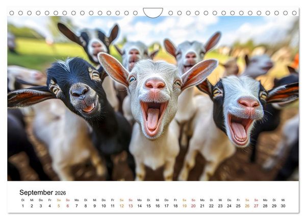 Produktbild: Ziegen - Bocksprung durch das Jahr (Wandkalender 2026 DIN A4 quer), CALVENDO Monatskalender