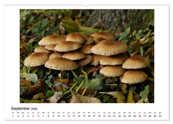 Produktbild: Nymphenburger Park (hochwertiger Premium Wandkalender 2026 DIN A2 quer), Kunstdruck in Hochglanz
