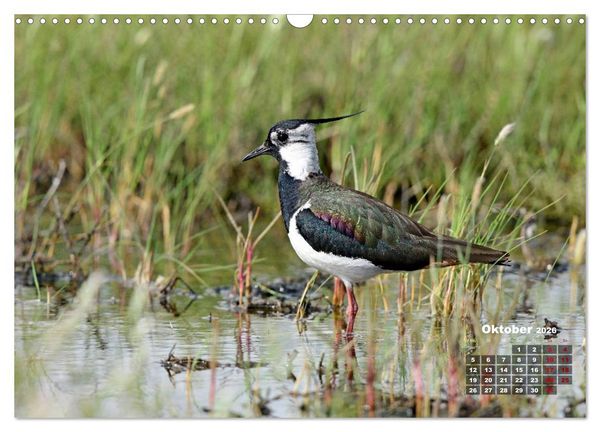 Produktbild: Limikolen - Watv&ouml;gel Europas (Wandkalender 2026 DIN A3 quer), CALVENDO Monatskalender