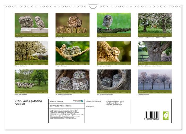 Produktbild: Steink&auml;uze (Athene noctua) (Wandkalender 2026 DIN A3 quer), CALVENDO Monatskalender
