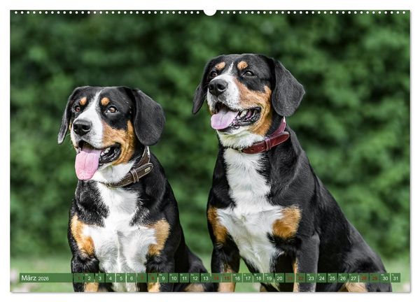 Produktbild: Schweizer Sennenhunde - Appenzeller - Berner - Entlebucher - Gro&szlig;e Schweizer (hochwertiger Premium Wandkalender 2026 DIN A2 quer), Kunstdruck in Hochglanz