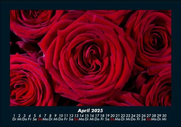 Produktbild: Rosentraum 2025 Fotokalender DIN A5