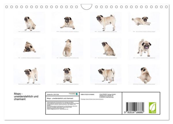 Produktbild: Mops - unwiderstehlich und charmant (Wandkalender 2026 DIN A4 quer), CALVENDO Monatskalender