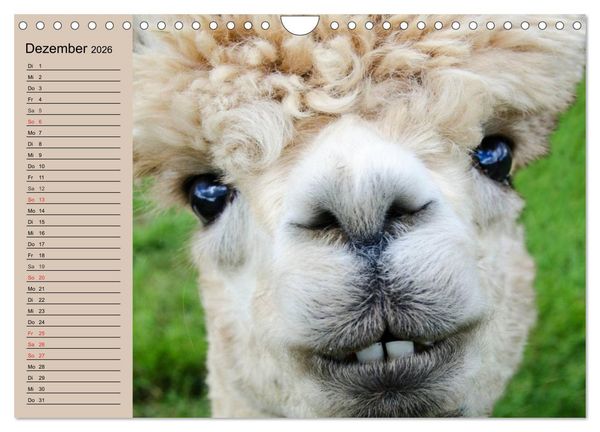 Produktbild: Alpakas und Lamas (Wandkalender 2026 DIN A4 quer), CALVENDO Monatskalender