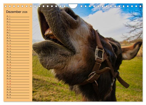 Produktbild: Liebenswerte Esel (Wandkalender 2026 DIN A4 quer), CALVENDO Monatskalender