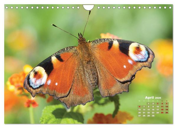 Produktbild: GEOclick Lernkalender: Portr&auml;ts einheimischer Schmetterlinge (Wandkalender 2026 DIN A4 quer), CALVENDO Monatskalender