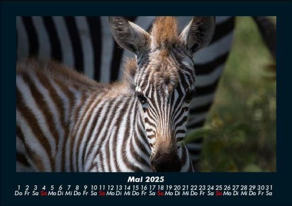 Produktbild: Welt der Tiere 2025 Fotokalender DIN A5
