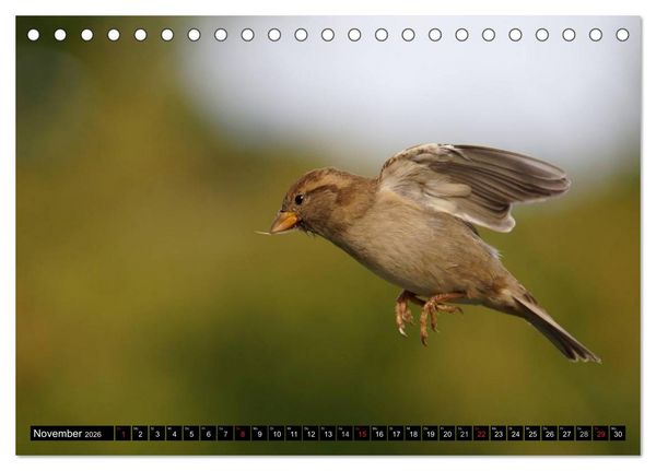Produktbild: Die Sch&ouml;nheit der Gartenv&ouml;gel im Flug (Tischkalender 2026 DIN A5 quer), CALVENDO Monatskalender