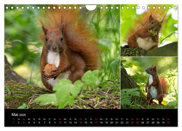 Produktbild: Wilde Eichh&ouml;rnchenwelt! (Wandkalender 2026 DIN A4 quer), CALVENDO Monatskalender