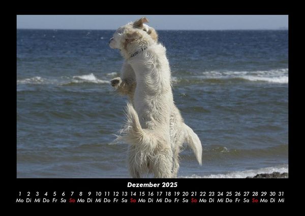 Produktbild: Der Hundekalender 2025 Fotokalender DIN A3