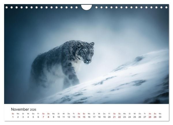Produktbild: Geist des Gebirges - Ein Jahr in der wilden Welt der Schneeleoparden (Wandkalender 2026 DIN A4 quer), CALVENDO Monatskalender