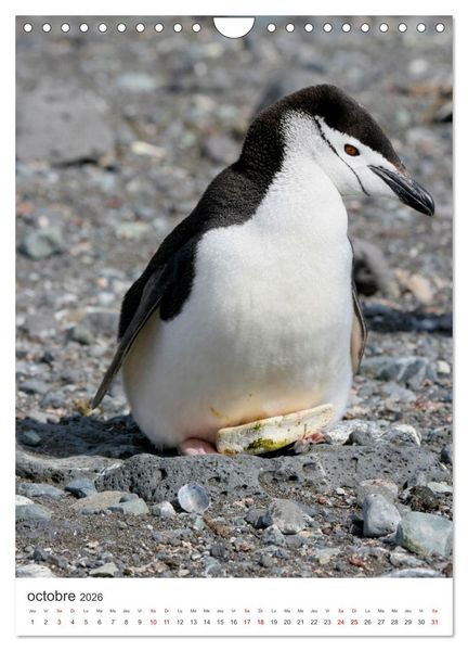 Produktbild: Antarctique des oiseaux de l&eacute;gende (Calendrier mural 2026 DIN A4 horizontal), CALVENDO calendrier mensuel