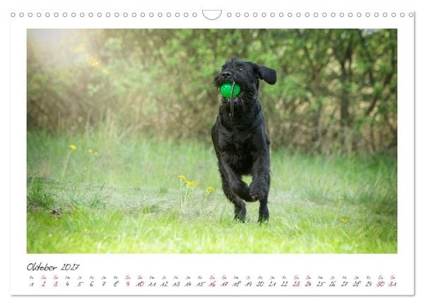 Produktbild: Riesenschnauzer - Treue Partner (Wandkalender 2027 DIN A3 quer), CALVENDO Monatskalender