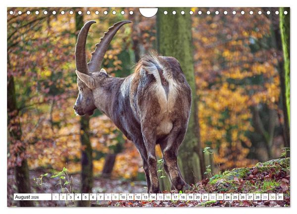 Produktbild: Steinb&ouml;cke - imposante Tiere (Wandkalender 2026 DIN A4 quer), CALVENDO Monatskalender