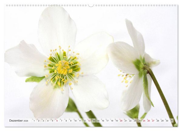 Produktbild: Blumenlust (hochwertiger Premium Wandkalender 2026 DIN A2 quer), Kunstdruck in Hochglanz