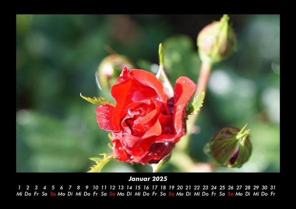 Produktbild: Rosentraum 2025 Fotokalender DIN A3