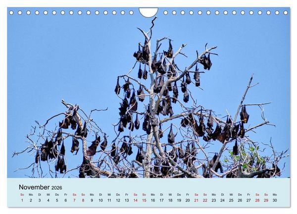 Produktbild: Indonesien - Die kleinen Sundainseln (Wandkalender 2026 DIN A4 quer), CALVENDO Monatskalender