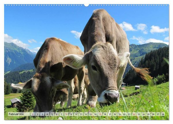 Produktbild: Gl&uuml;ckliche K&uuml;he auf saftigen Wiesen (Wandkalender 2026 DIN A2 quer), CALVENDO Monatskalender