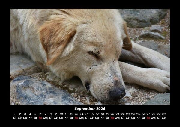 Produktbild: Der Hundekalender 2026 Fotokalender DIN A3
