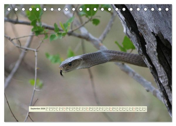 Produktbild: Reptilien des s&uuml;dlichen Afrikas (Tischkalender 2026 DIN A5 quer), CALVENDO Monatskalender