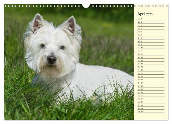 Produktbild: Kobold auf 4 Pfoten - West Highland White Terrier (Wandkalender 2026 DIN A3 quer), CALVENDO Monatskalender